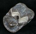 Fossil Brontotherium (Titanothere) Molar - South Dakota #8854-2